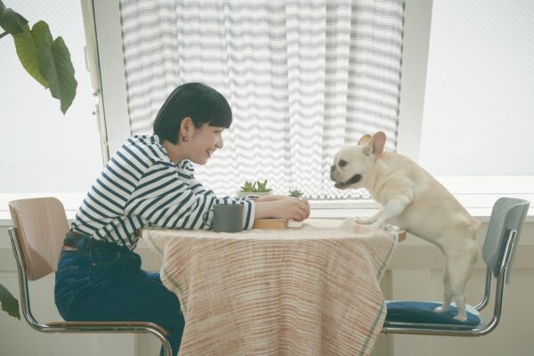犬と暮らす部屋づくりのポイント