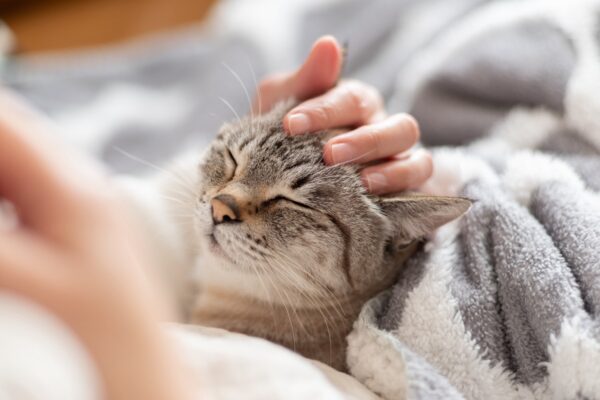 猫と暮らす部屋づくりのポイント